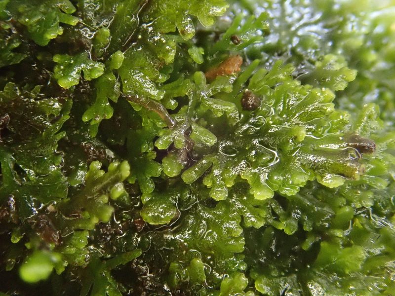 Riccardia multifida, photographed by Christian Berg