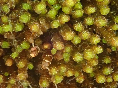 Marsupella emarginata, photographed by Christian Berg