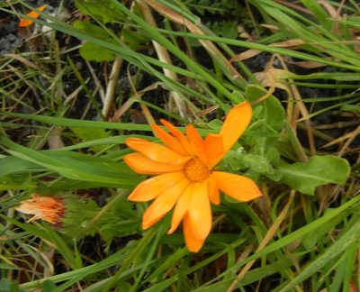 Calendula officinalis, photographed by Jon Mortin