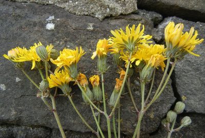 Crepis vesicaria, photographed by Jon Mortin