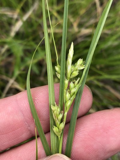 Carex planostachys, photographed by Sam Kieschnick