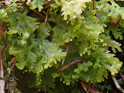 Trichocolea tomentella, photographed by Christian Berg
