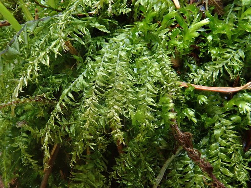 Plagiothecium succulentum, photographed by Christian Berg