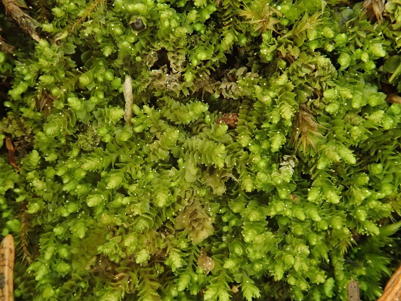 Barbilophozia sudetica, photographed by Christian Berg
