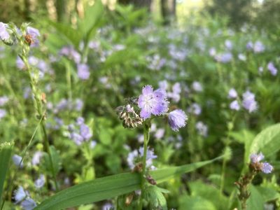 Phacelia purshii, photographed by Hill Craddock