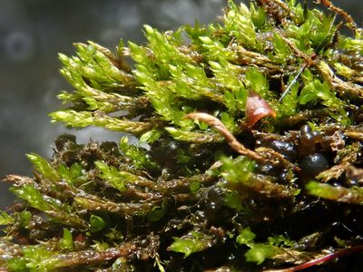 Hygroamblystegium tenax, photographed by Christian Berg