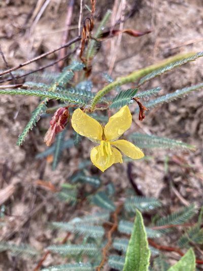 Chamaecrista flexuosa, photographed by Juanito Escamilla
