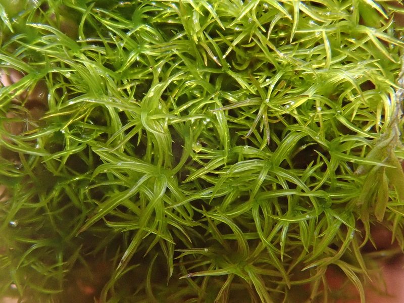 Amphidium mougeotii, photographed by Christian Berg