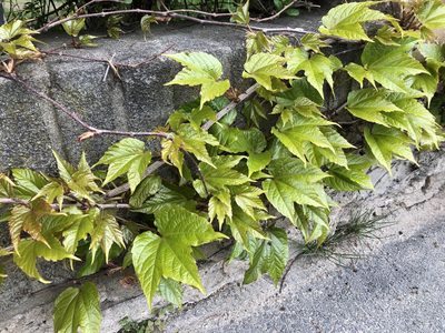 Parthenocissus tricuspidata, photographed by Pavel Kacl