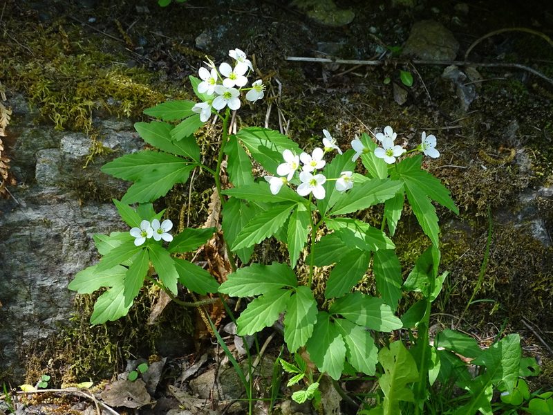Cardamine waldsteinii, photographed by Christian Berg