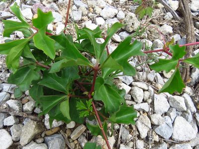 Cissus trifoliata, photographed by Annika Lindqvist
