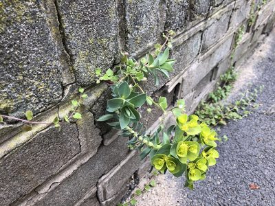 Euphorbia myrsinites, photographed by Pavel Kacl
