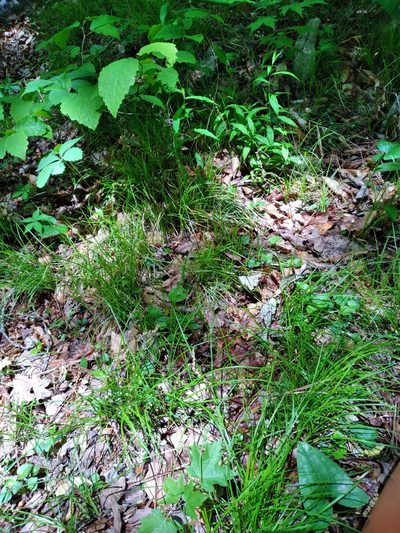 Carex austrolucorum, photographed by Scott Ward