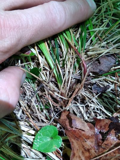 Carex austrolucorum, photographed by Scott Ward
