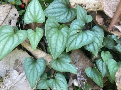 Viola hastata, photographed by Hill Craddock