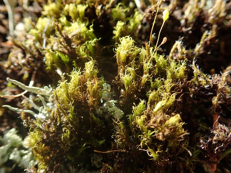 Cynodontium polycarpon, photographed by Christian Berg