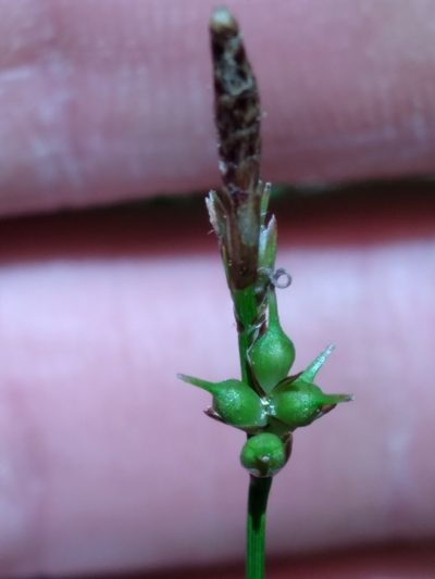 Carex austrolucorum, photographed by Scott Ward