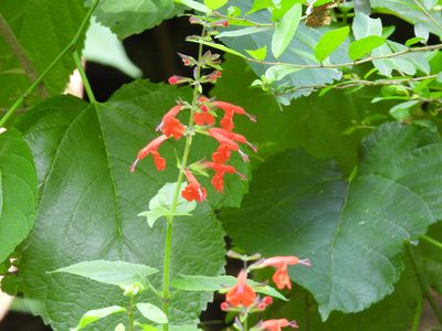 Salvia coccinea, photographed by Vicki Miller