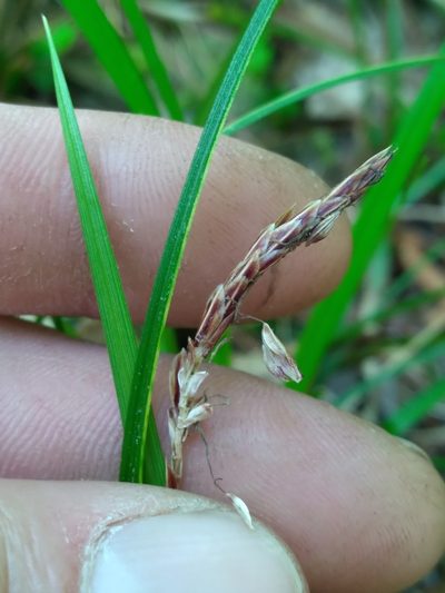 Carex picta, photographed by Scott Ward