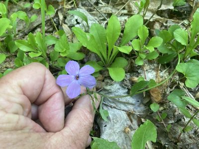 Phlox stolonifera, photographed by Hill Craddock