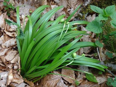 Leucojum vernum, photographed by Christian Berg