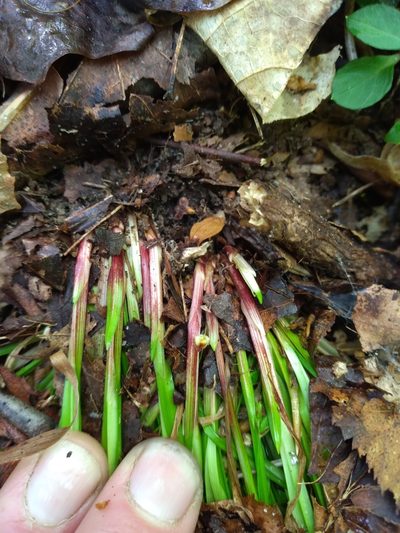 Carex austrocaroliniana, photographed by Scott Ward