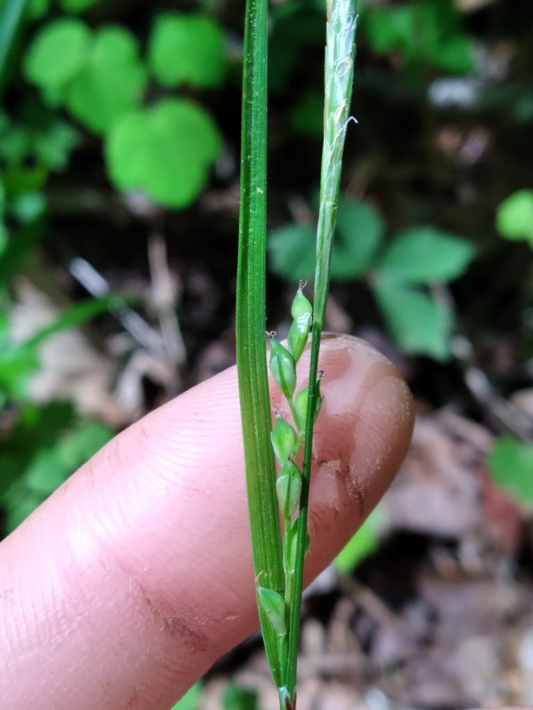Carex manhartii, photographed by Scott Ward