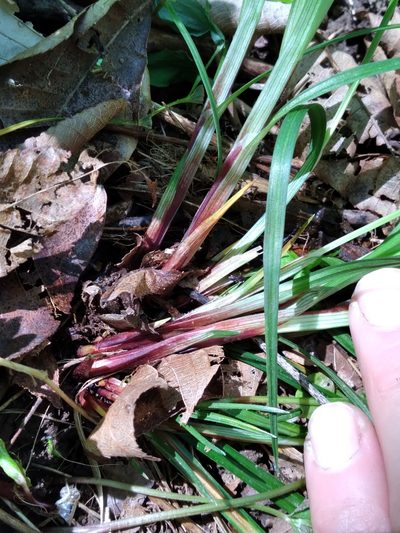 Carex manhartii, photographed by Scott Ward