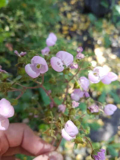 Calceolaria lanigera, photographed by Javier Conejeros Gastó
