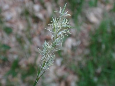 Carex brizoides, photographed by Christian Berg