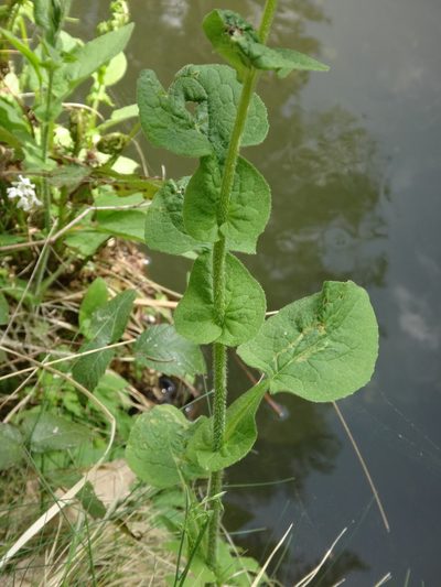 Doronicum austriacum, photographed by Christian Berg