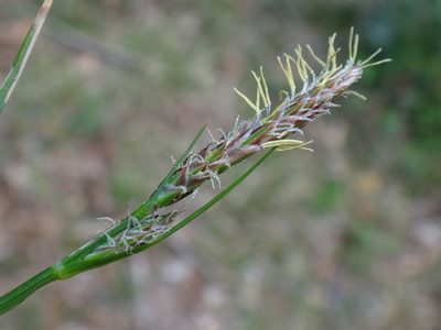 Carex pilulifera, photographed by Christian Berg