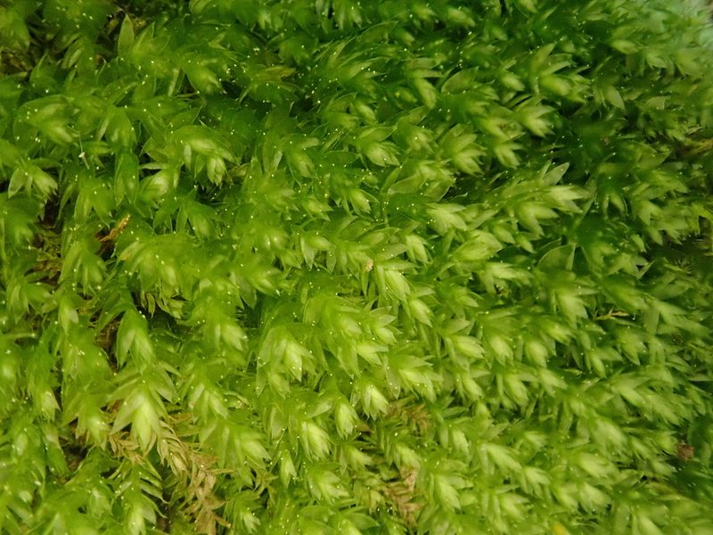 Plagiothecium cavifolium, photographed by Christian Berg