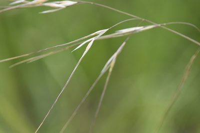 Nassella leucotricha, photographed by Patricia Pennington