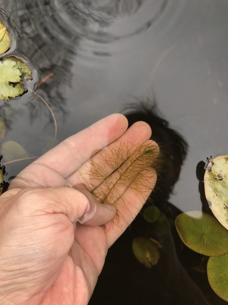 Myriophyllum humile, photographed by Ian Pfingsten