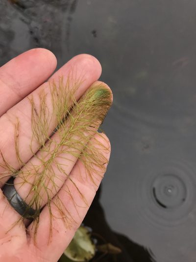 Myriophyllum humile, photographed by Ian Pfingsten