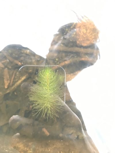 Myriophyllum humile, photographed by Ian Pfingsten