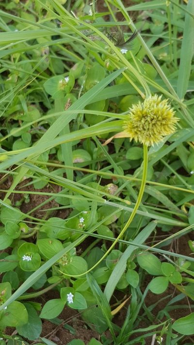Cyperus capensis, photographed by Margaret Burger