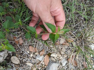 Acalypha phleoides