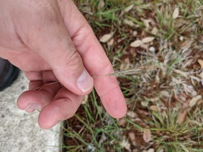 Dichanthium sericeum, photographed by Cleveland Powell