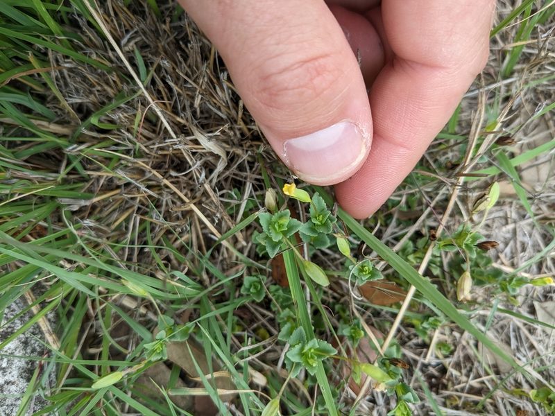 Mecardonia procumbens, photographed by Cleveland Powell