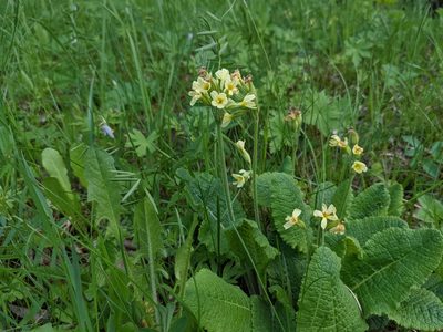 Primula elatior, photographed by Attila Oláh