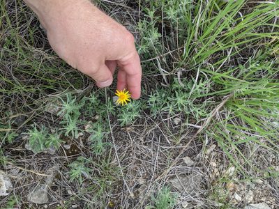 Heterotheca canescens
