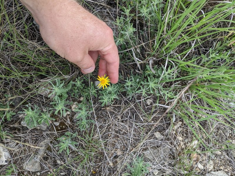 Heterotheca canescens, photographed by Cleveland Powell