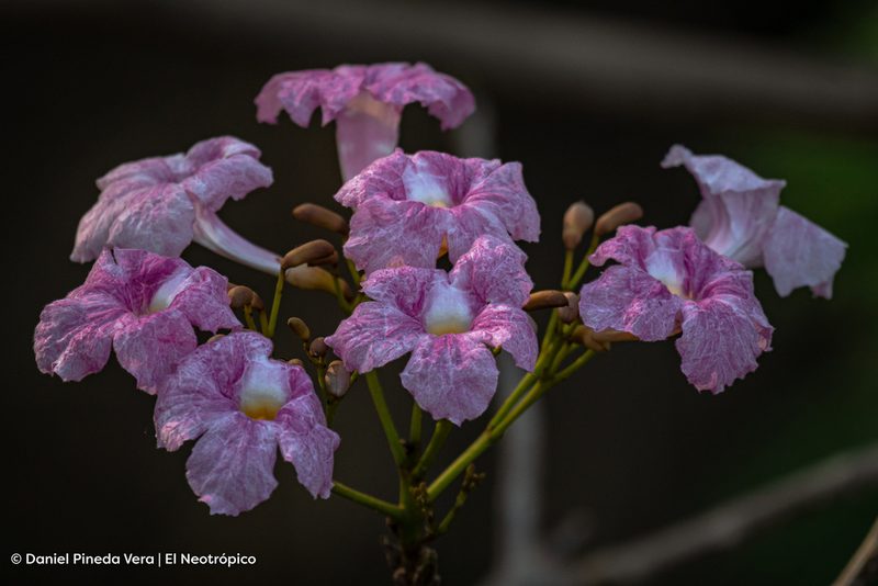Tabebuia rosea, photographed by Daniel Pineda Vera