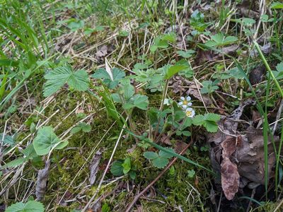 Potentilla sterilis, photographed by Attila Oláh