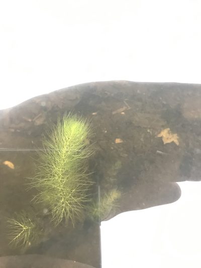 Myriophyllum humile, photographed by Ian Pfingsten