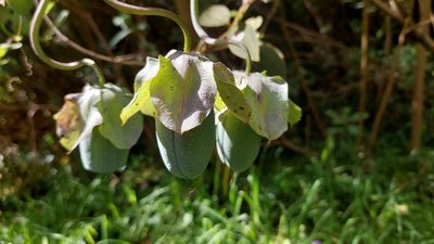 Cobaea scandens, photographed by Juan Carlos Caicedo Hernández