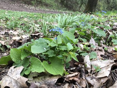 Brunnera macrophylla, photographed by Pavel Kacl