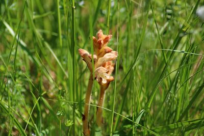 Orobanche caryophyllacea, photographed by CorentinD